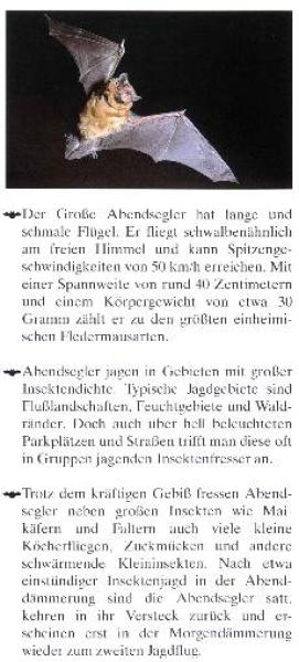 Faltblatt 'Der Große Abendsegler' (Seite 2)